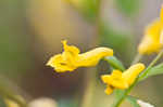 Yellow fumewort